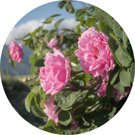 Rose Oil (Bulgaria)