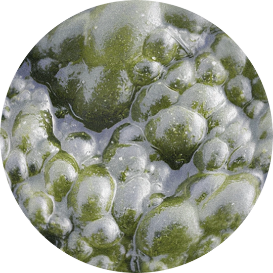 Calone® (powder)