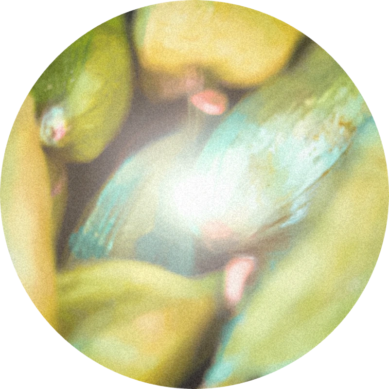 Cardamom Aldehyde 10% (DPG)
