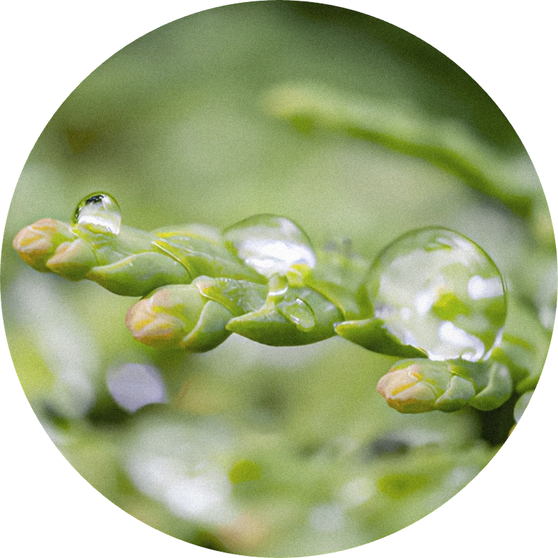 Cedar Leaf Oil Extra