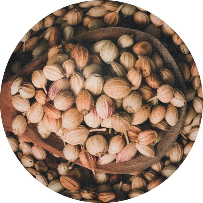 Coriander Seeds Oil