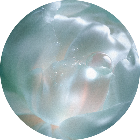 Cyclamen Base 184317 G