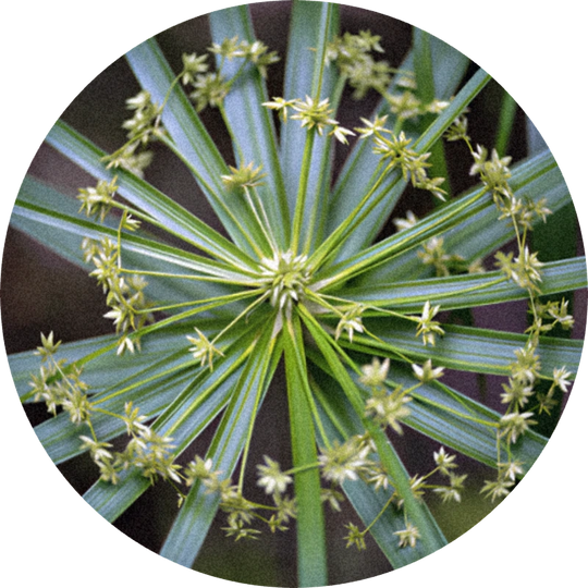 Cypriol Coeur (Firmenich)