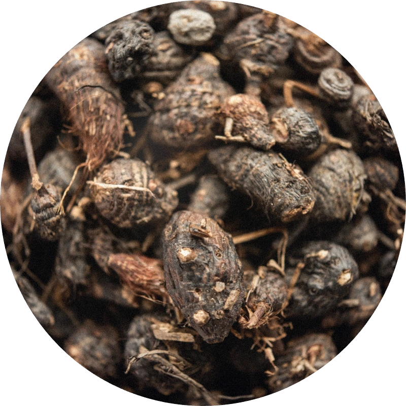 Cypriol Oil