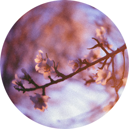 Ethyl Linalool