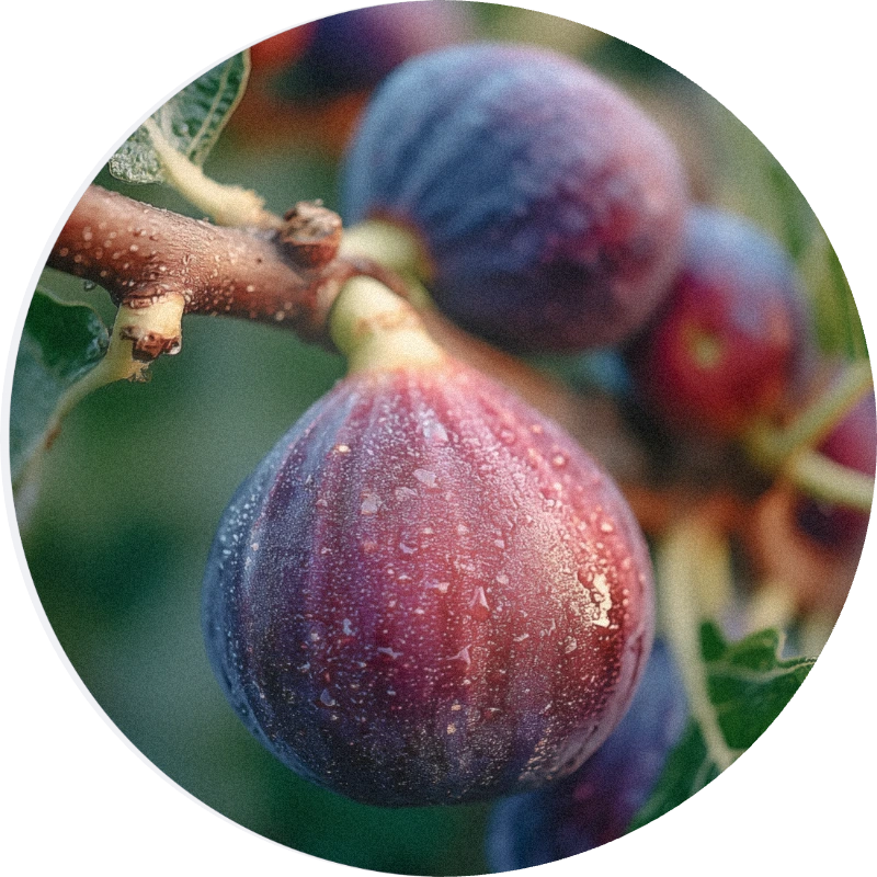 Fig Base