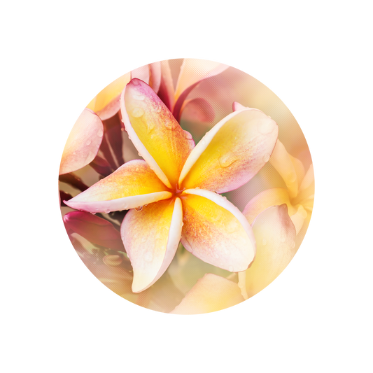 Frangipani Bold Base