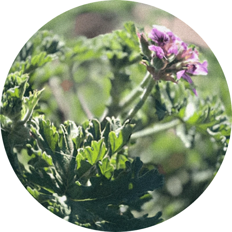 Geranium Bourbon Oil (Madagascar)
