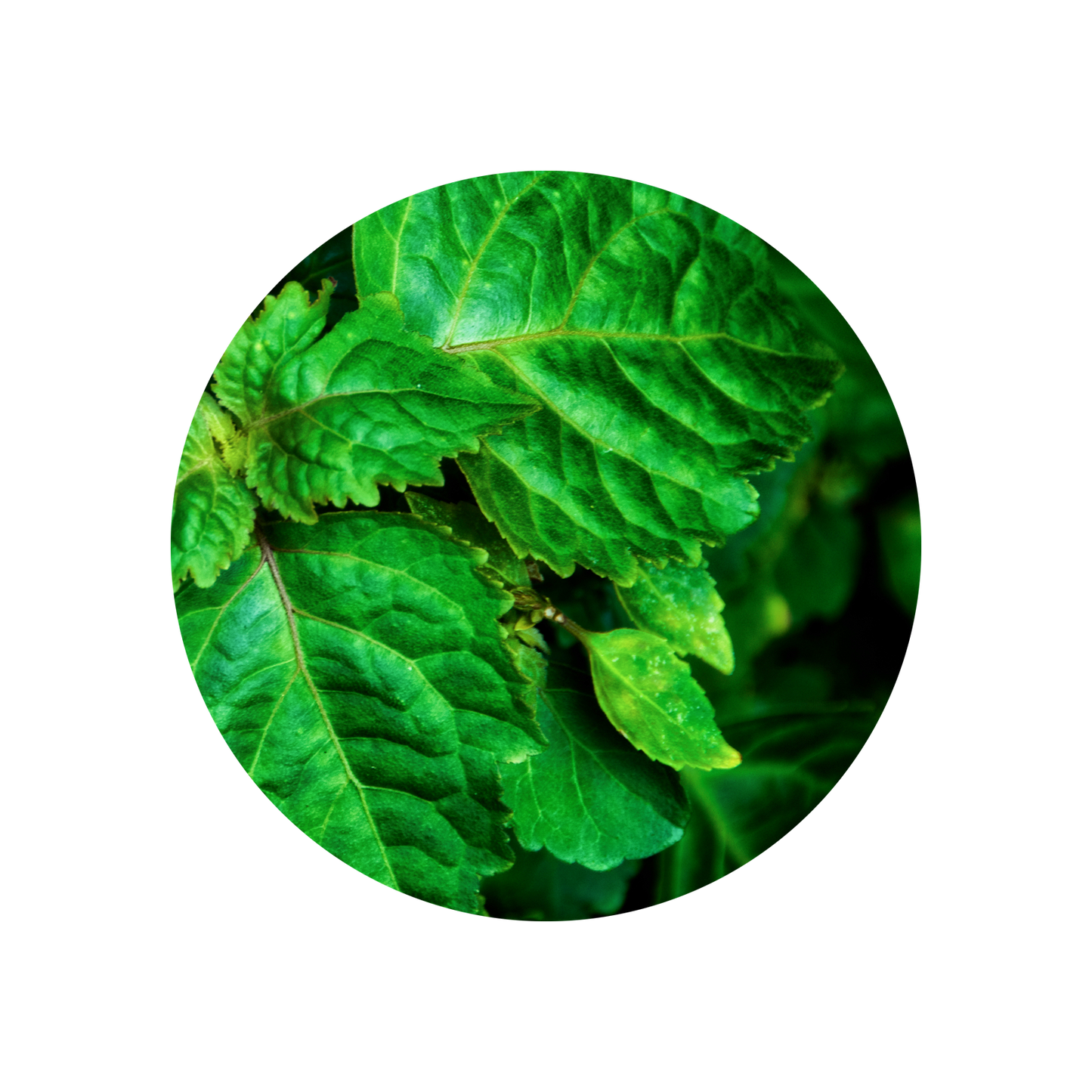 Healingwood (Indonesia)
