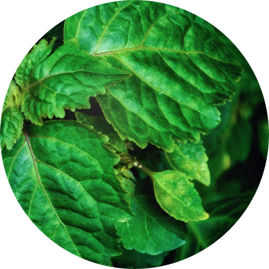 Healingwood (Indonesia)