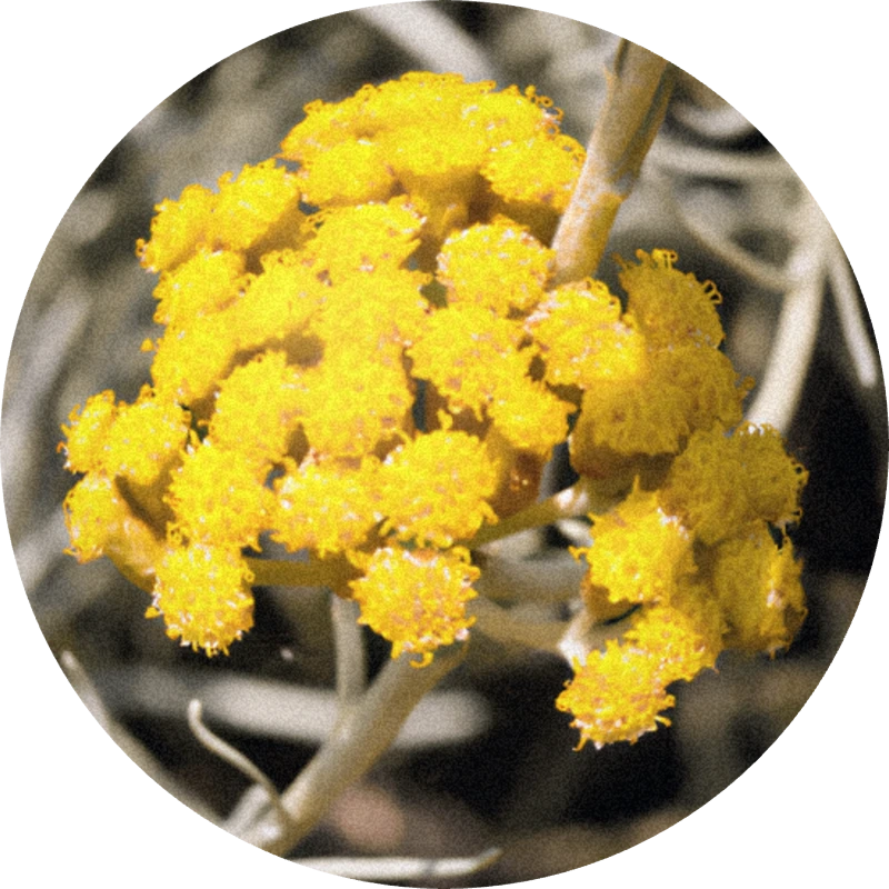 Immortelle Oil