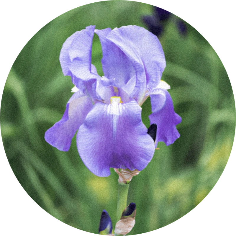 Orris Resinoid 50% (ethanol)