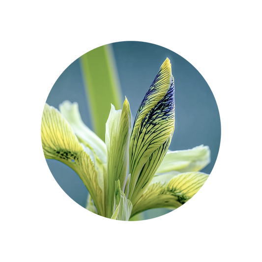 Irival Oliffac