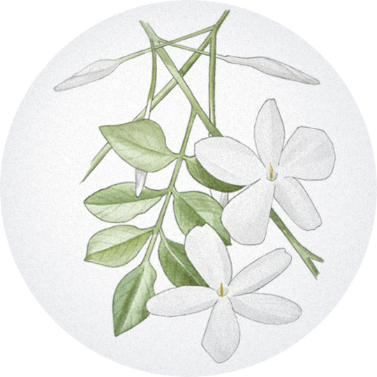 Jasmin Grandiflorum Absolute (Egypt)