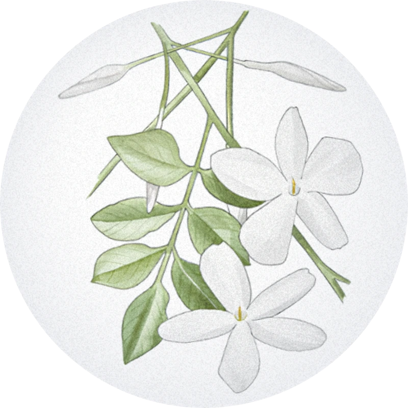 Jasmin Grandiflorum Absolute (Indie)
