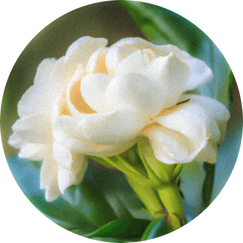 Jasmin Sambac Absolute (Biolandes)