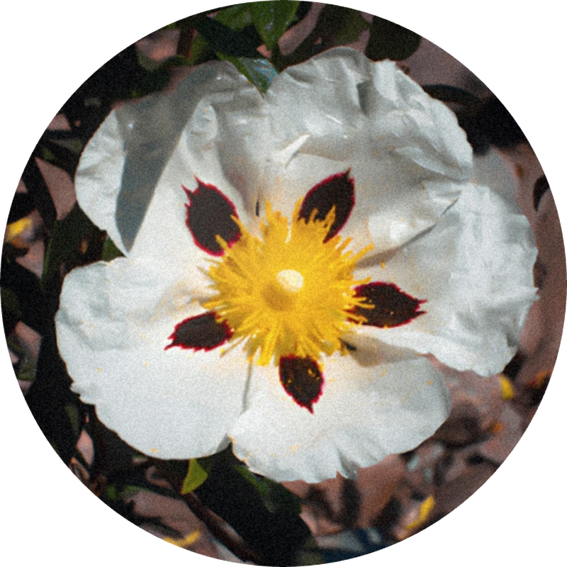 Labdanum Absolute 50% (DPG)