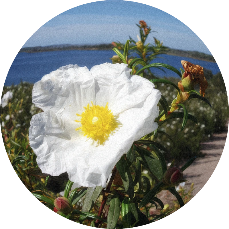 Labdanum Absolute MD SIGNature 22% (TEC)