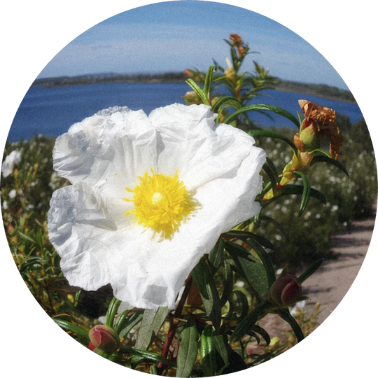 Labdanum Absolute MD SIGNature 22% (TEC)