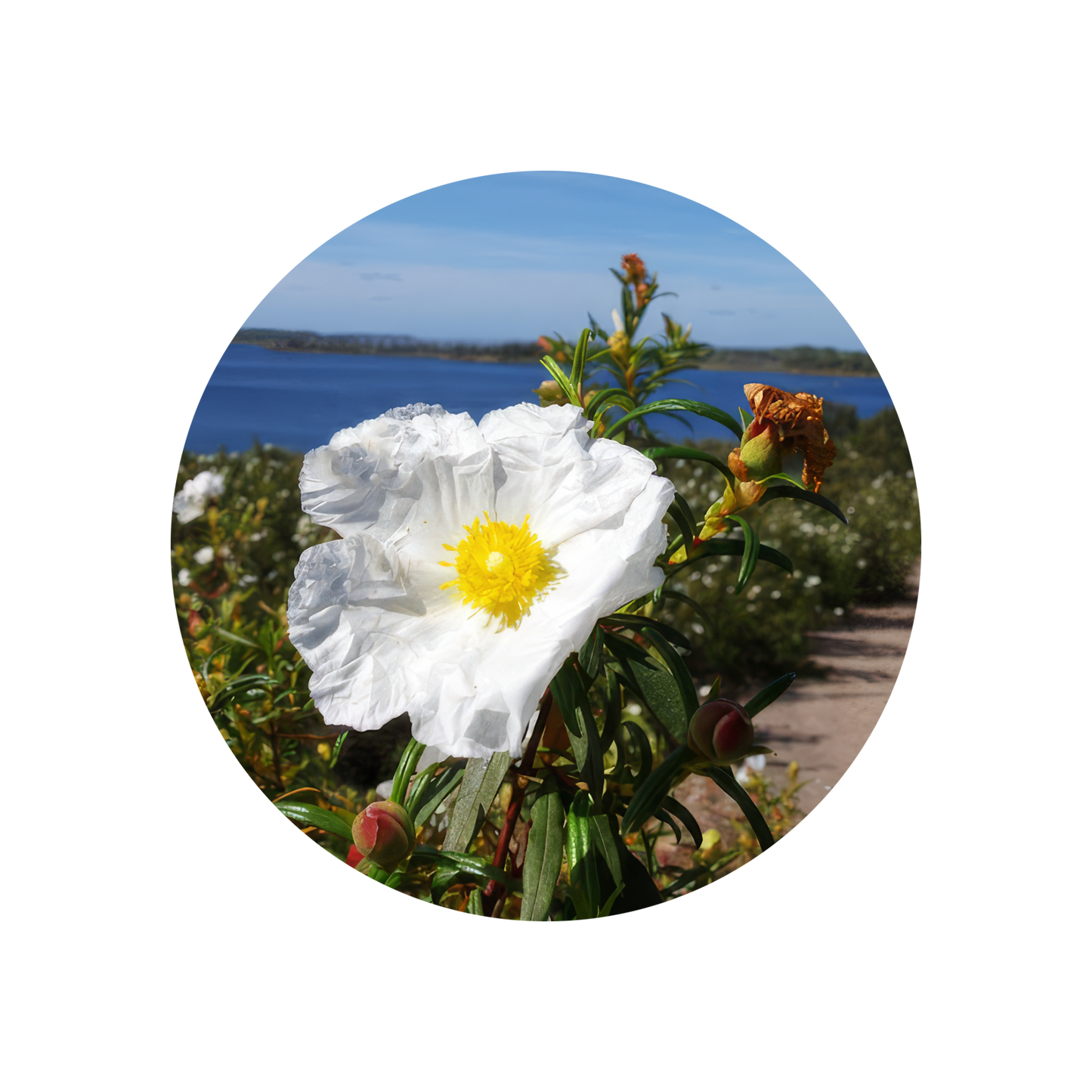 Labdanum Absolute MD SIGNature 22% (TEC)