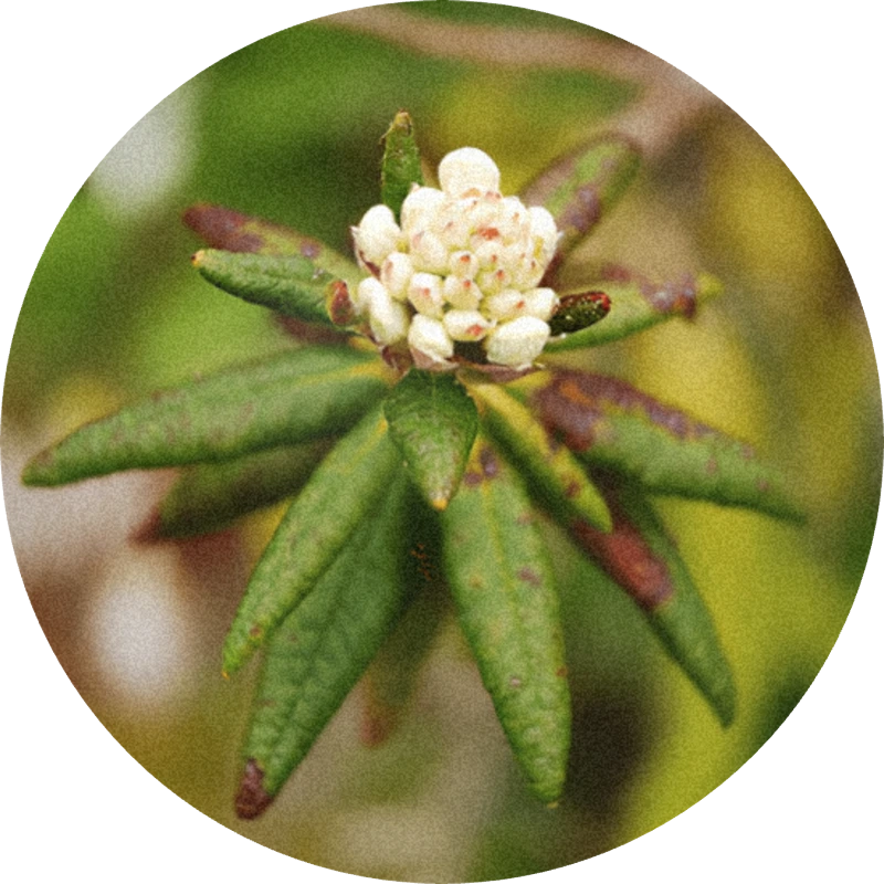 Labrador Tea Oil (Ledum groenlandicum)