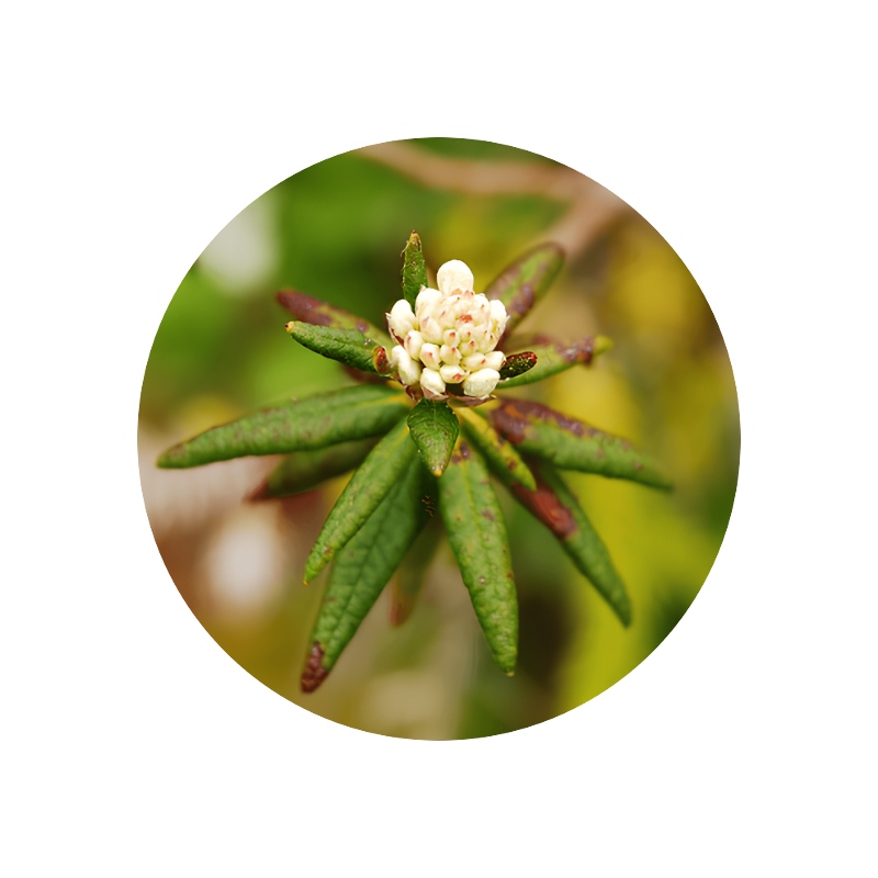 Labrador Tea Oil (Ledum groenlandicum) – perfumiarz.com