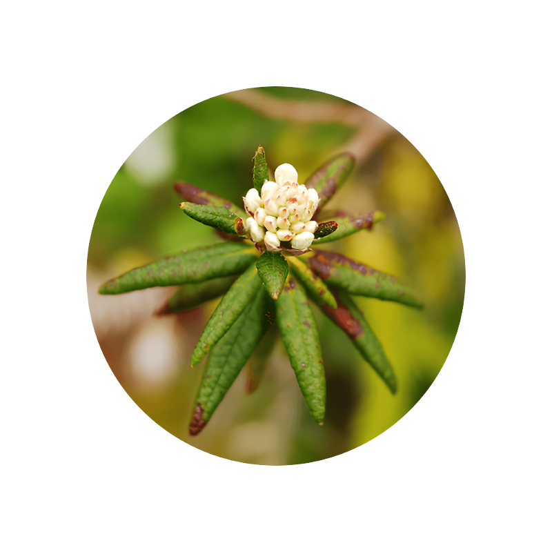 Labrador Tea Eessence (Ledum groenlandicum)