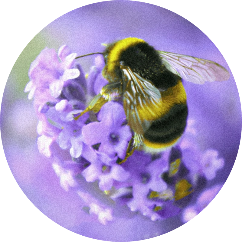 Lavender Absolute (IFF)