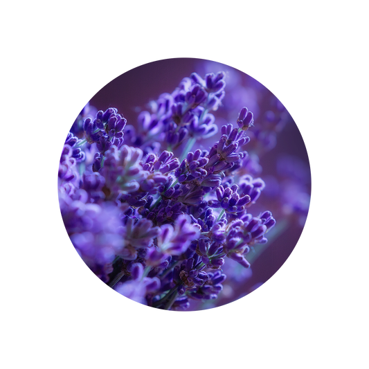 Lavender Oil France Orpur™