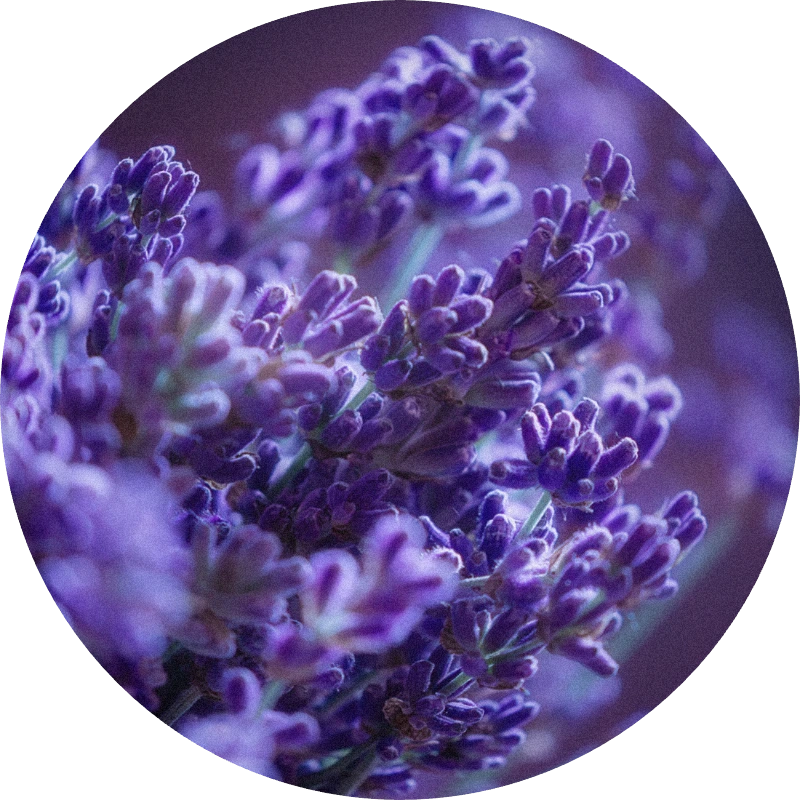 Lavender Oil France Orpur™