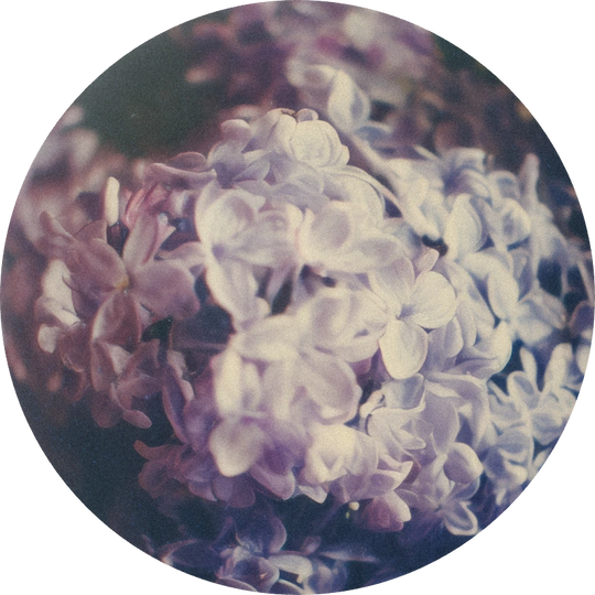 Lilas Mauve