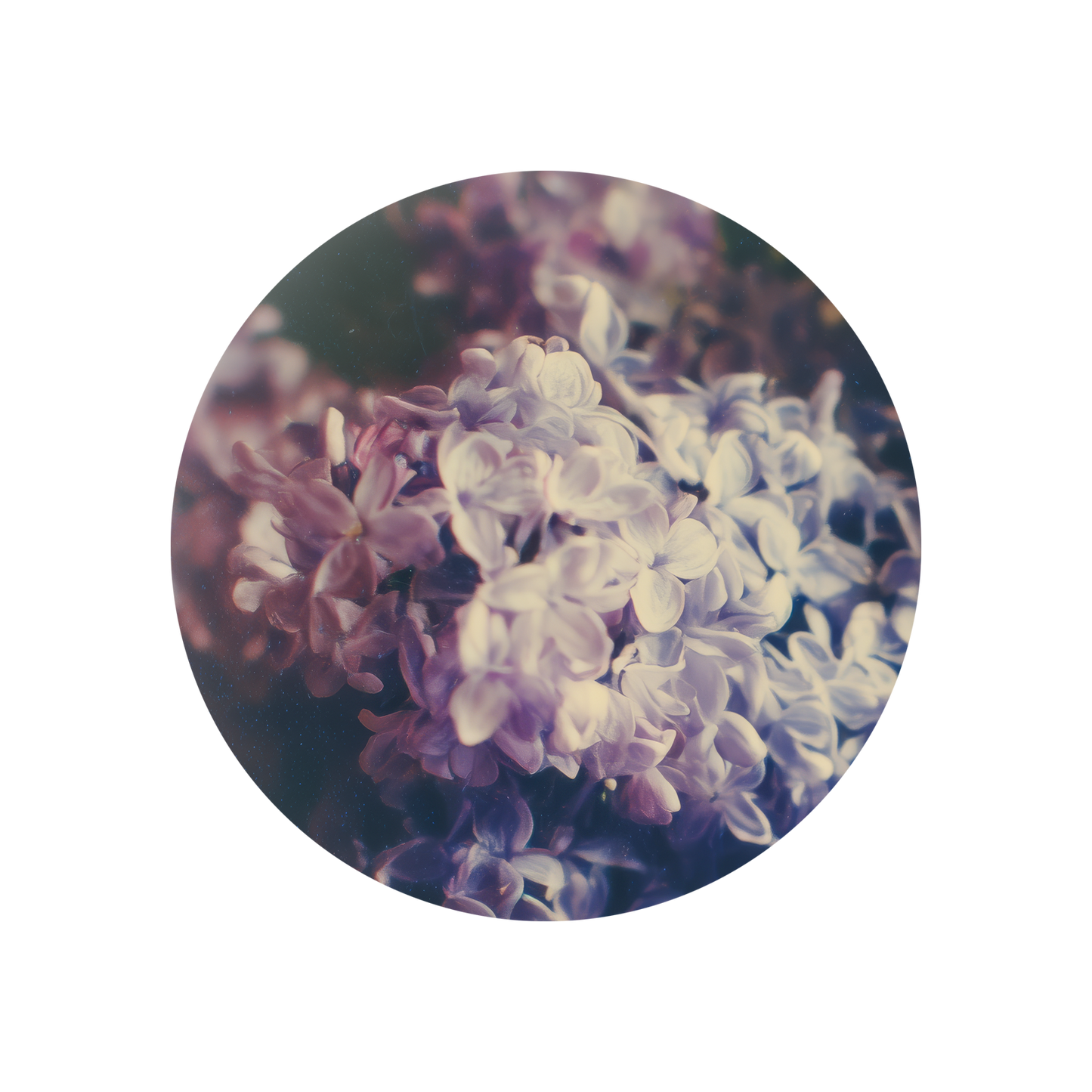 Lilas Mauve