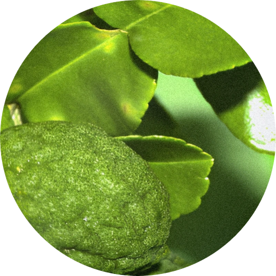 Lime Leaves