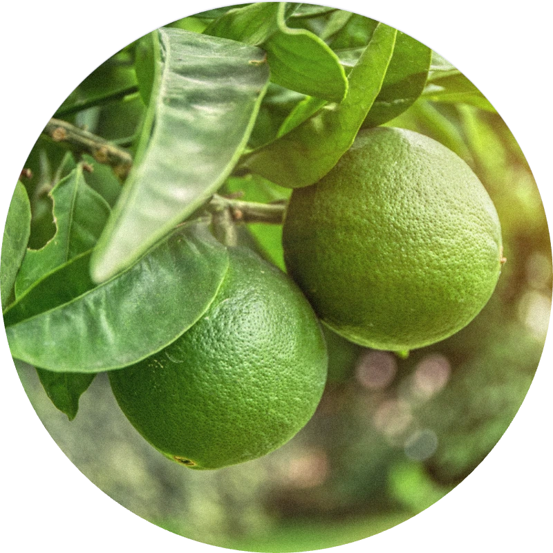 Lime Oil Distilled