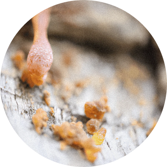 Lindenol™ (alpha-terpineol)
