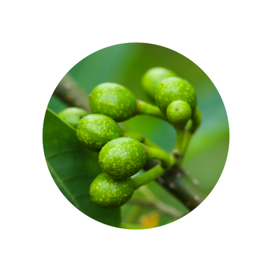 Litsea Cubeba Oil