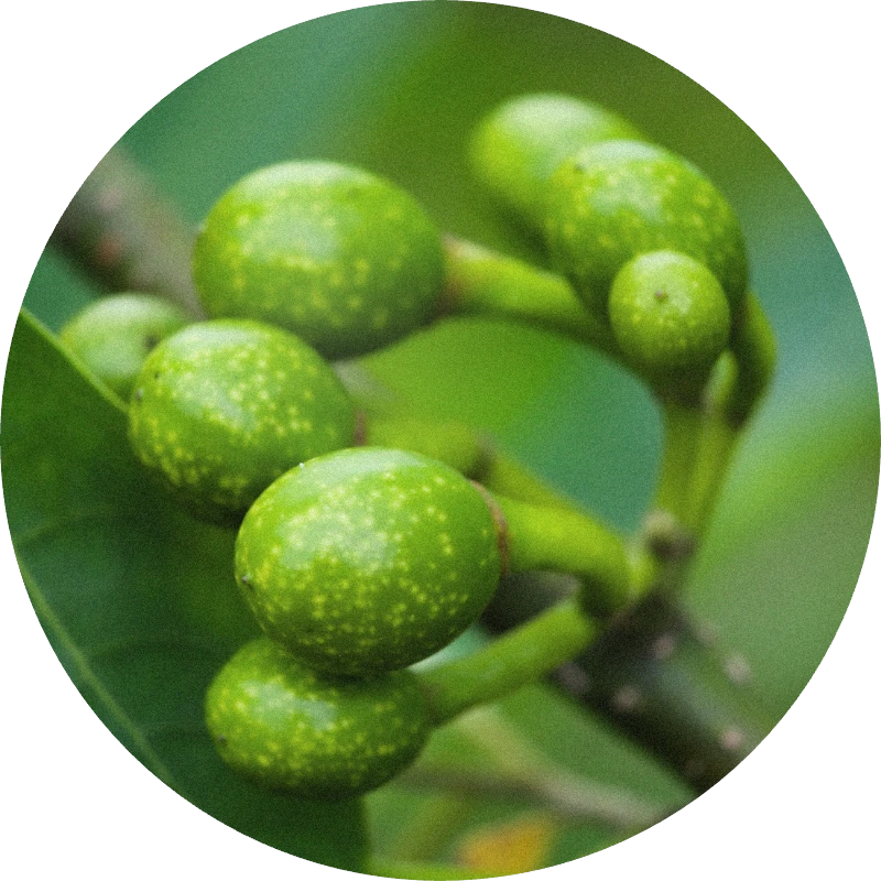 Litsea Cubeba Oil
