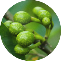 Litsea Cubeba Oil