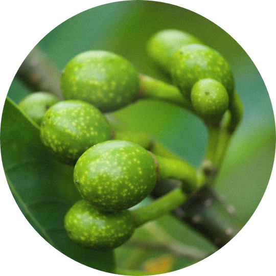 Litsea Cubeba Oil