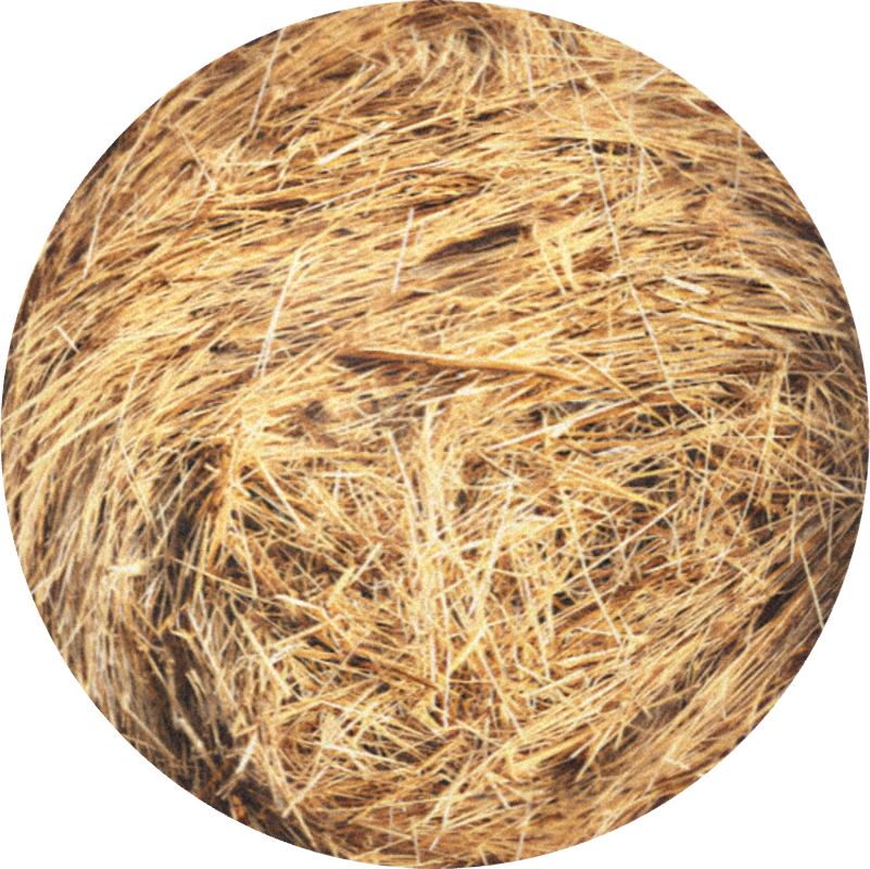 Hay Absolute (lolium perenne)