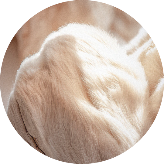 Luminide™ 25% (DPG)