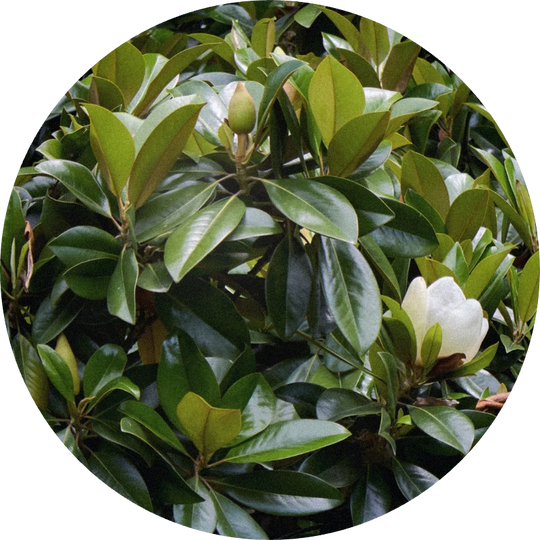 Magnolia Leaf Oil