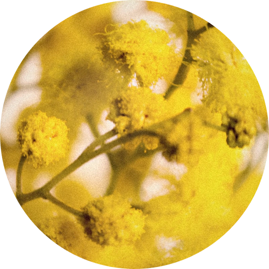 Mimosa Absolute Synthetic Base 50% (ethanol)