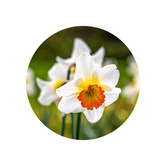 Narcisse Absolute