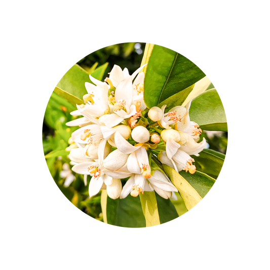 Neroli Oil (Egypt)