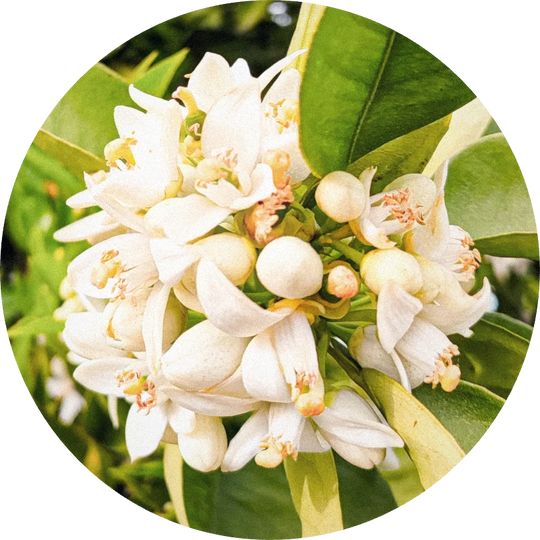 Neroli Oil (Egypt)