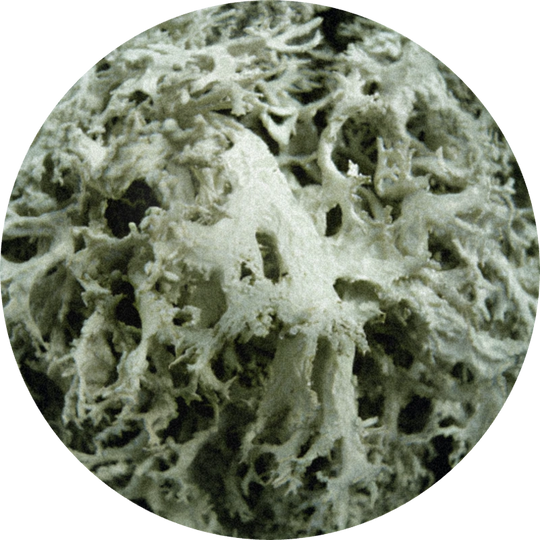 Oakmoss Absolute 50% (IPM)