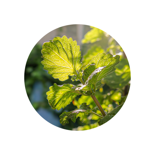 Patchouli Light (Burundi)