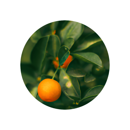 Petitgrain Mandarin Oil