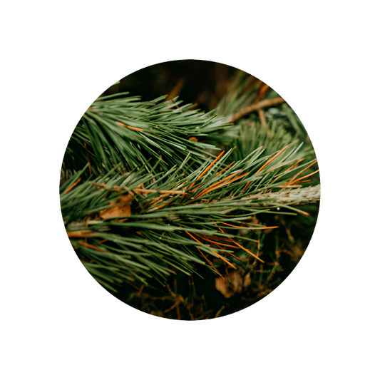 Pine Absolute 50% (TEC)
